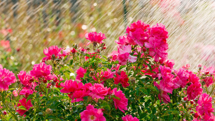 softened water for watering