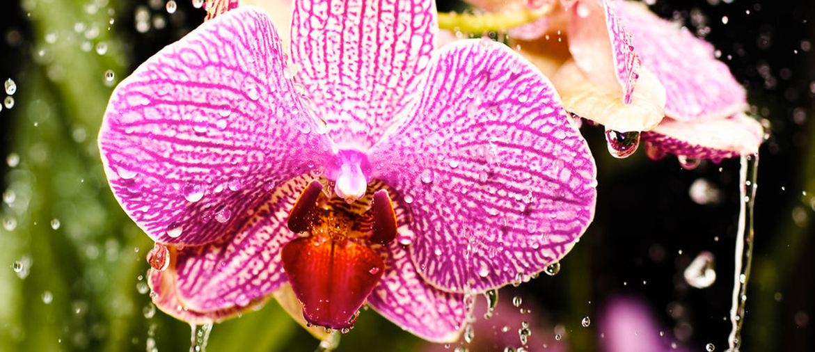 watering orchids