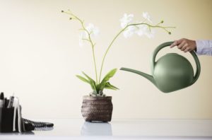 watering orchids